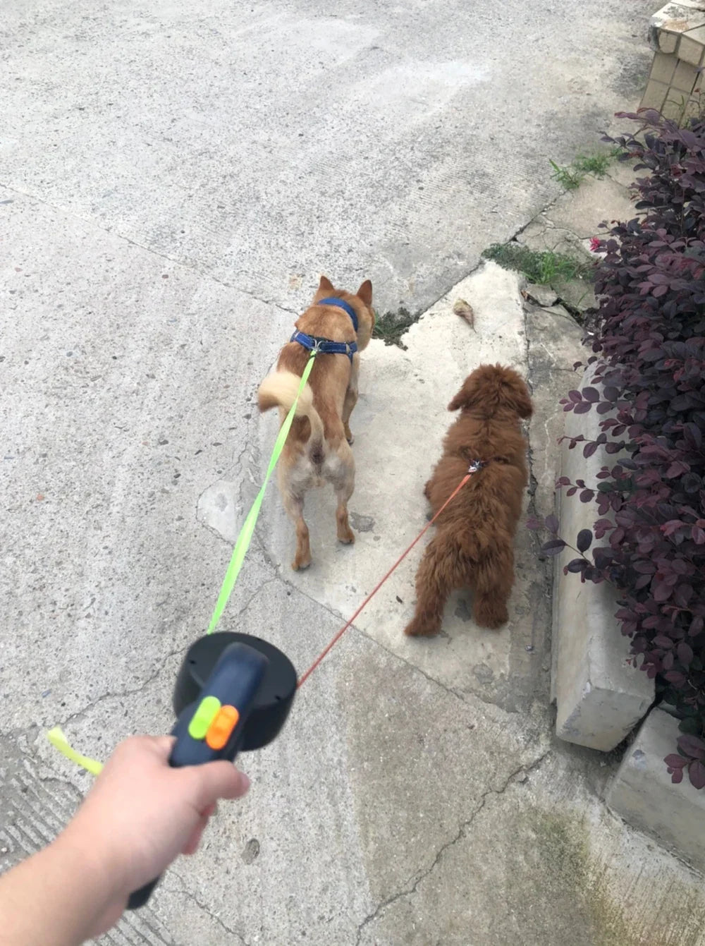 Zero Tangle Retractable Pet Walking Leash